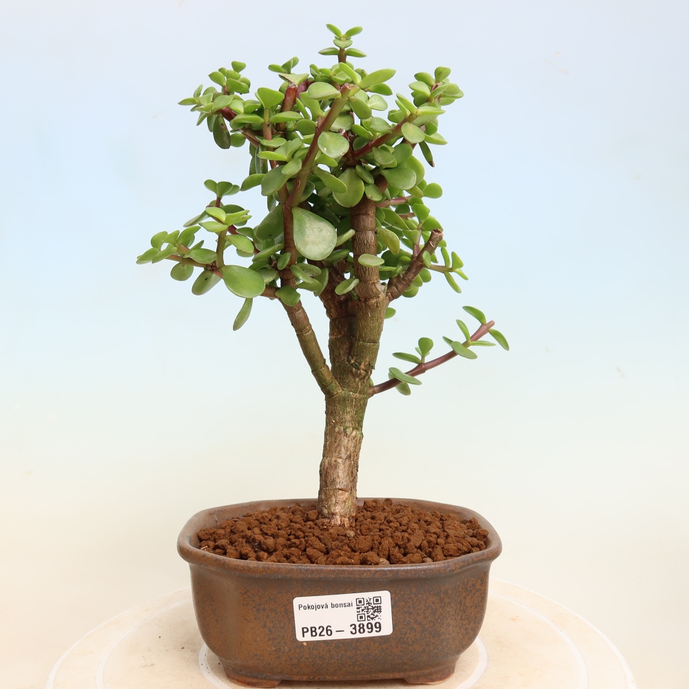 Izbové bonsaje - Portulakaria Afra - Tlustice