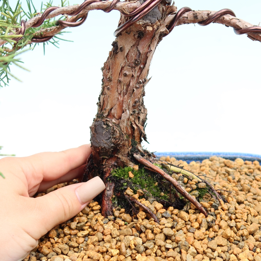 Vonkajší bonsaj - Juniperus chinensis Kishu