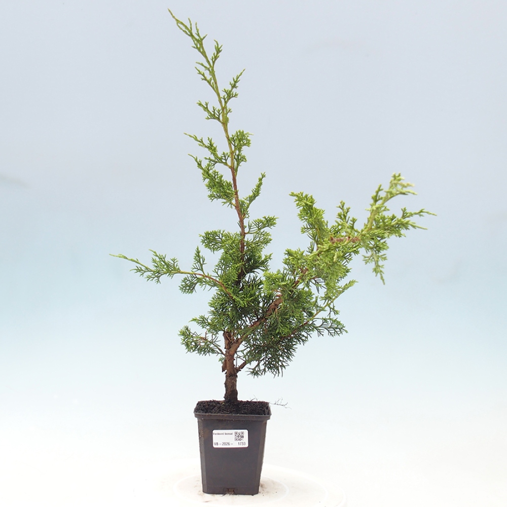 Vonkajší bonsaj - Juniperus chinensis Itoigawa