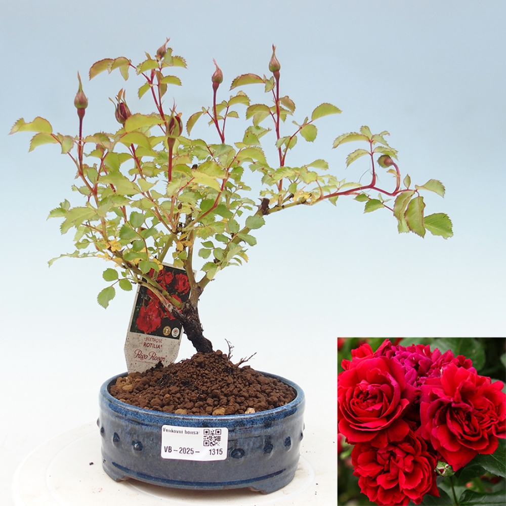 Vonkajší bonsai - Rosa Kordes - ruža