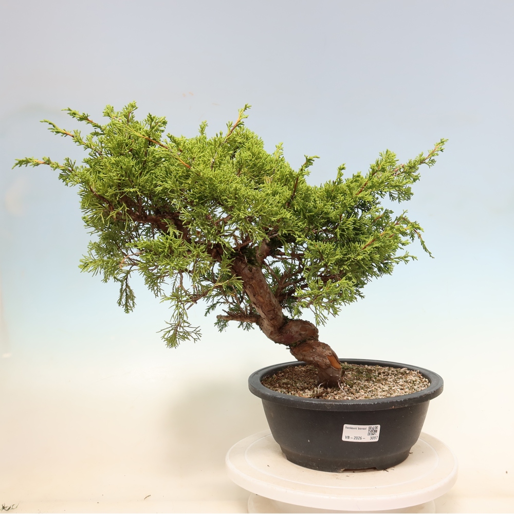 Vonkajší bonsai – Juniperus chinensis Itoigawa – čínsky jalovec