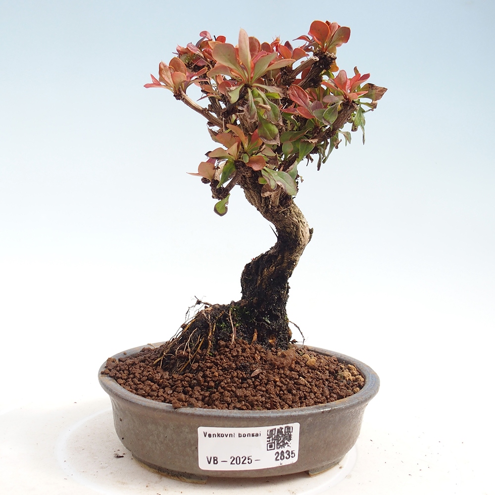 Vonkajšie bonsaje - Berberis Thunbergii Bagatelle