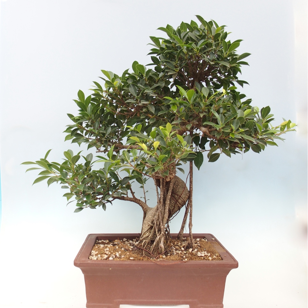Izbový bonsaj - Ficus kimmen - drobnolistý fikus - len osobný odber alebo preprava na paletách