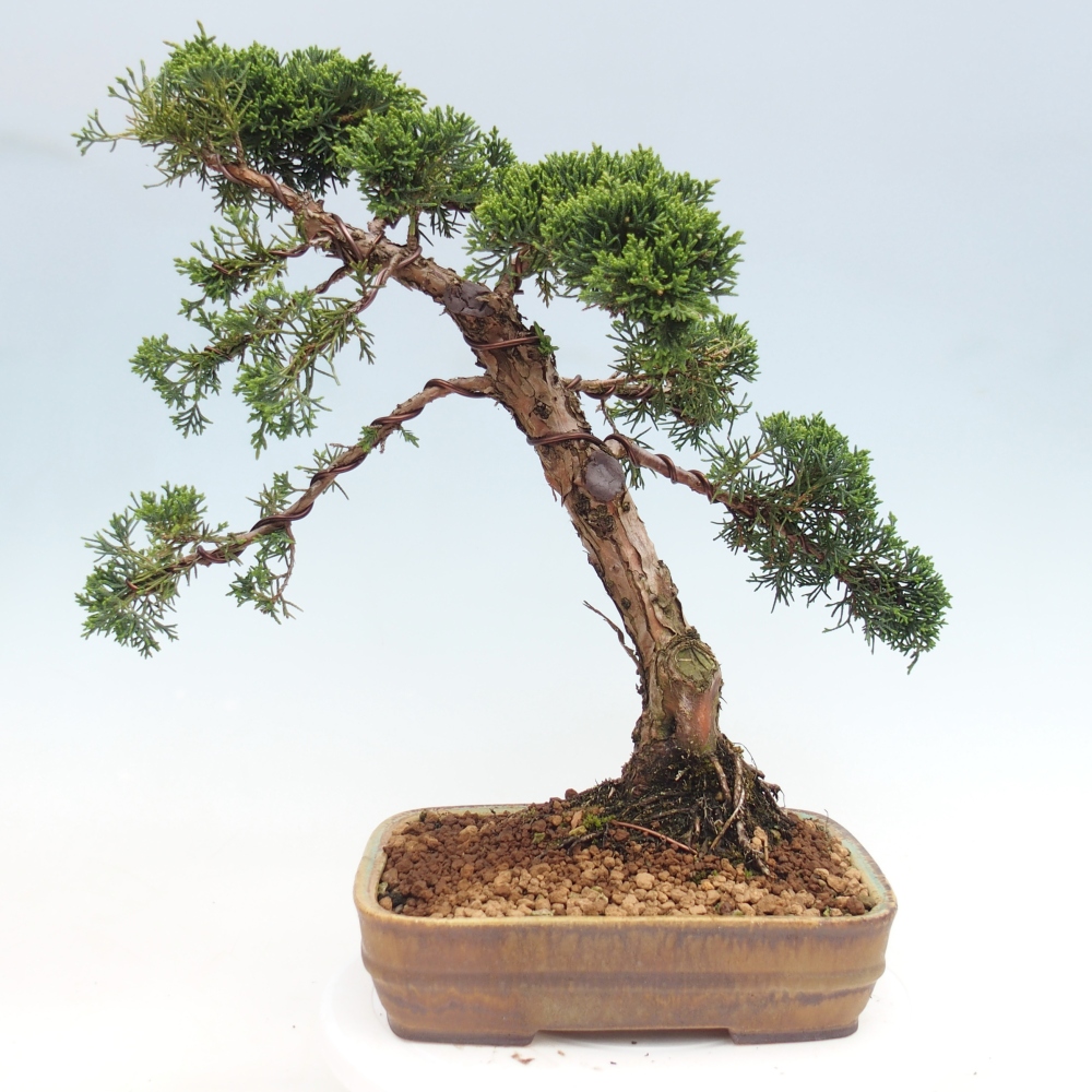 Vonkajší bonsaj - Juniperus chinensis Kishu