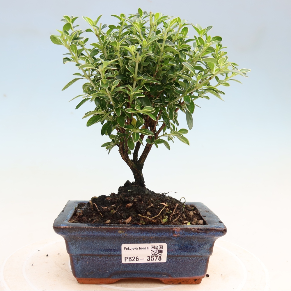 Izba bonsai – Serissa foetida Variegata – Strom tisíc hviezd