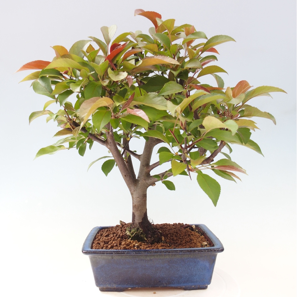Vonkajší bonsai -Malus domestica - Maloplodá jabloň červenolistá