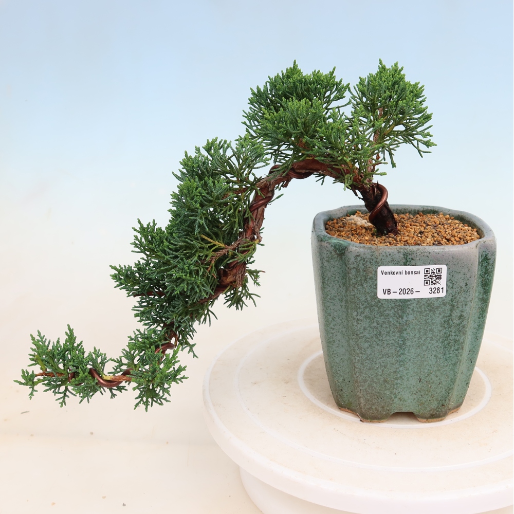 Vonkajší bonsaj - Juniperus chinensis Kishu