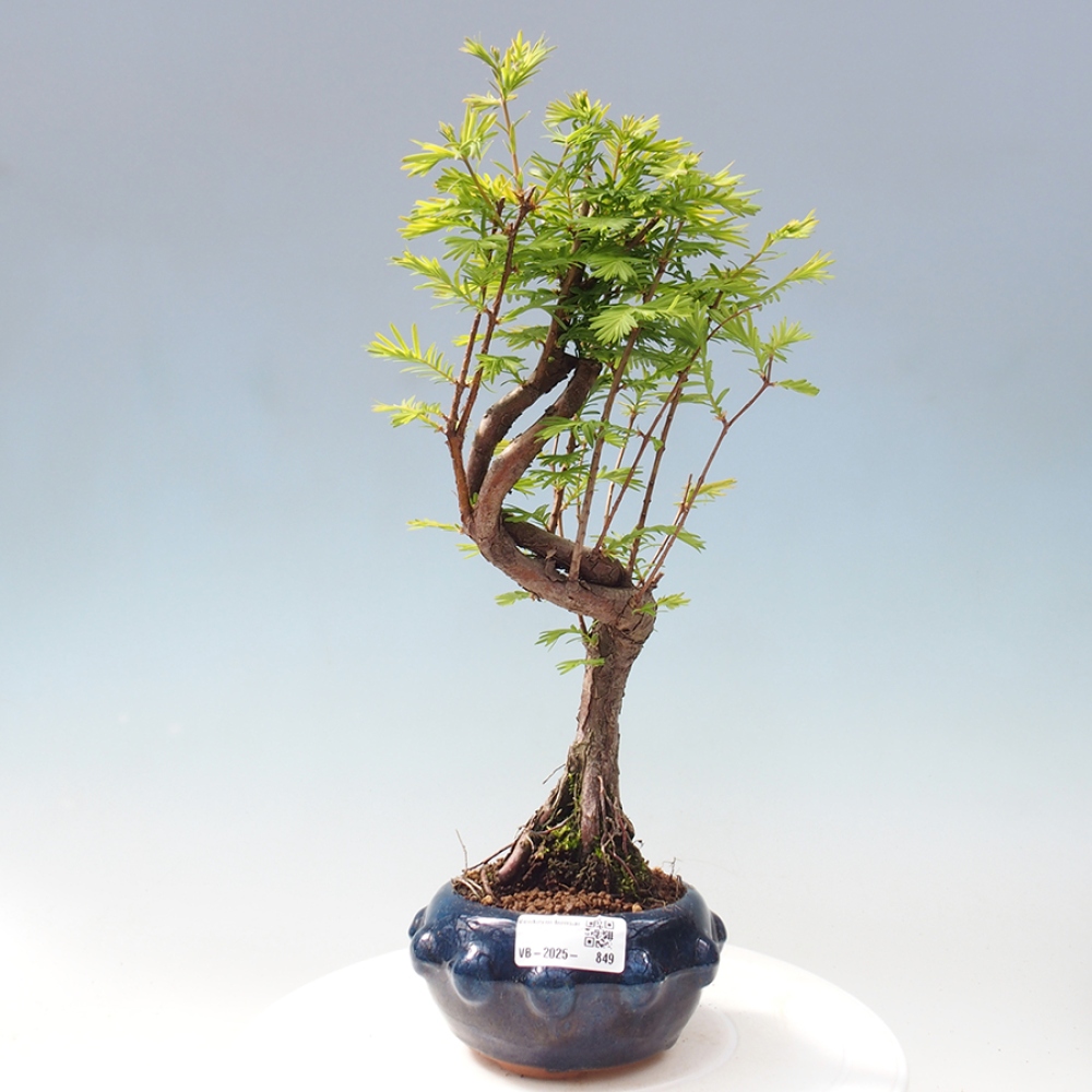 Vonkajšie bonsai - Metasequoia glyptostroboides - Metasekvoja Čínska