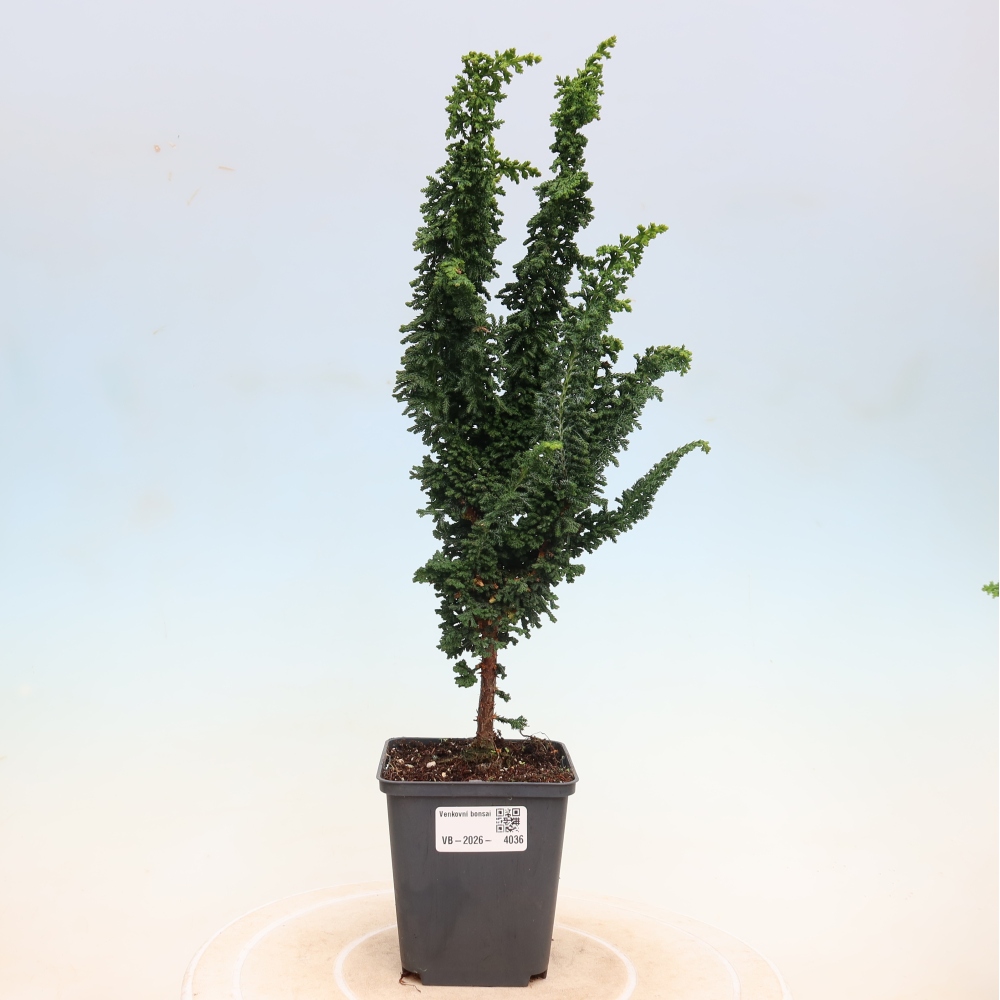 Vonkajší bonsaj - Cham. obtusa SEKKA HINOKI - Cypruštek