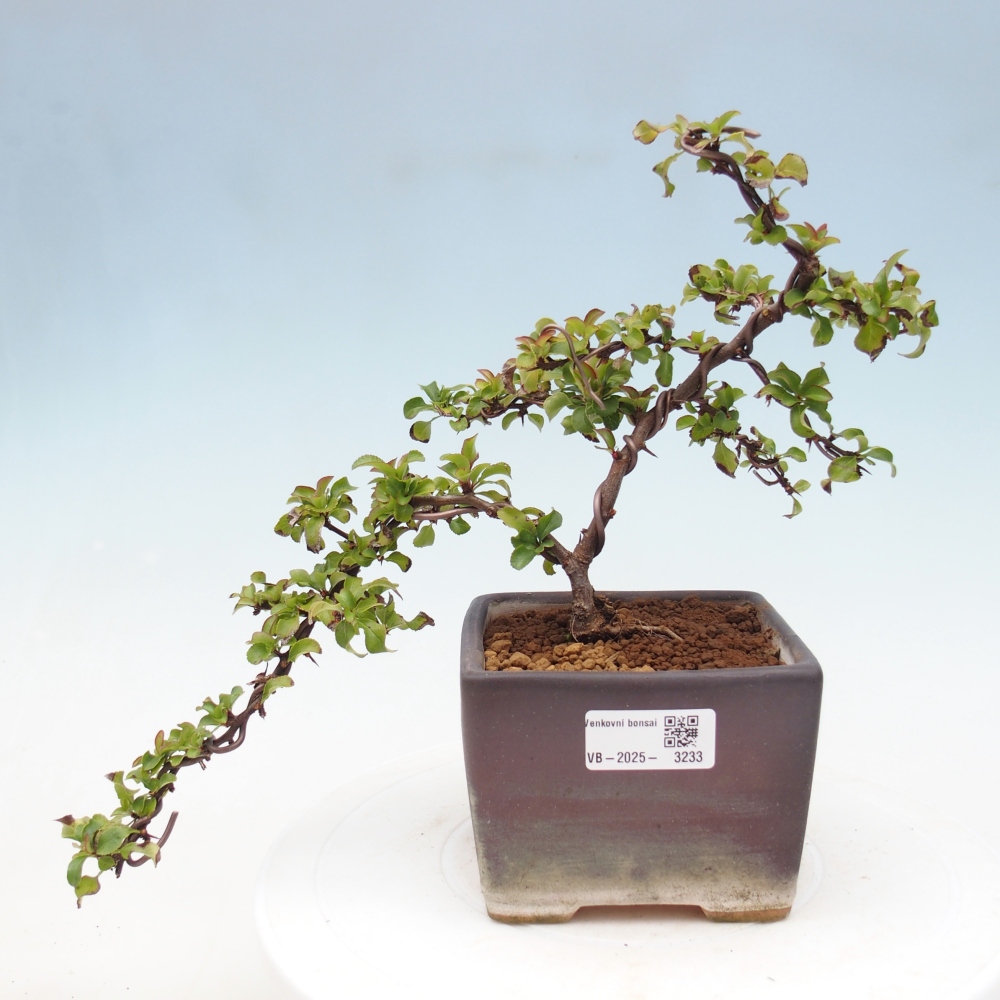 Vonkajšie bonsai - Chaneomeles s. Red Joy - Dulovec