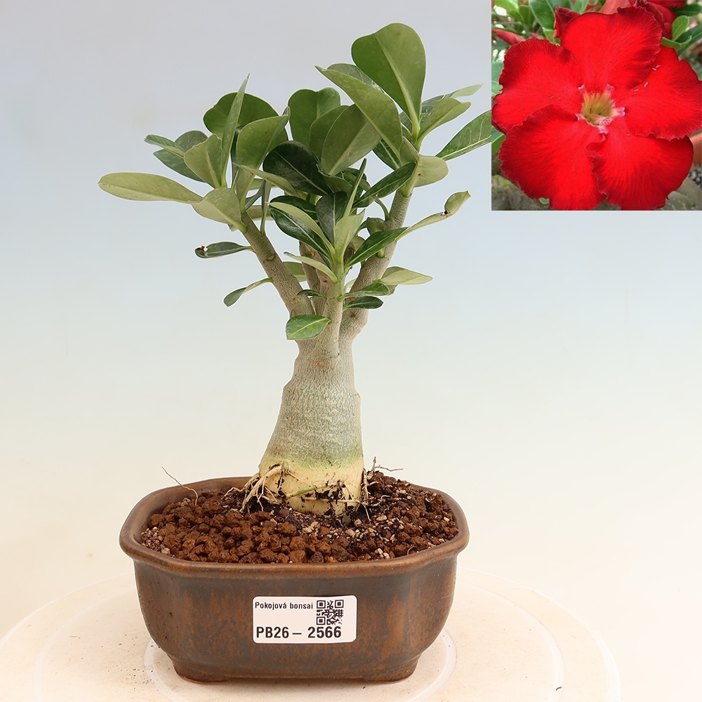 Izba bonsai – Adenium obesum Red Star – Púštna ruža