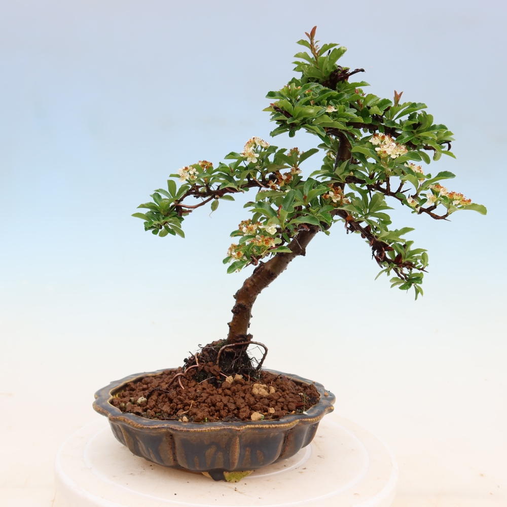 Vonkajší bonsai – Pyracantha teton – Hlohovec šarlátový