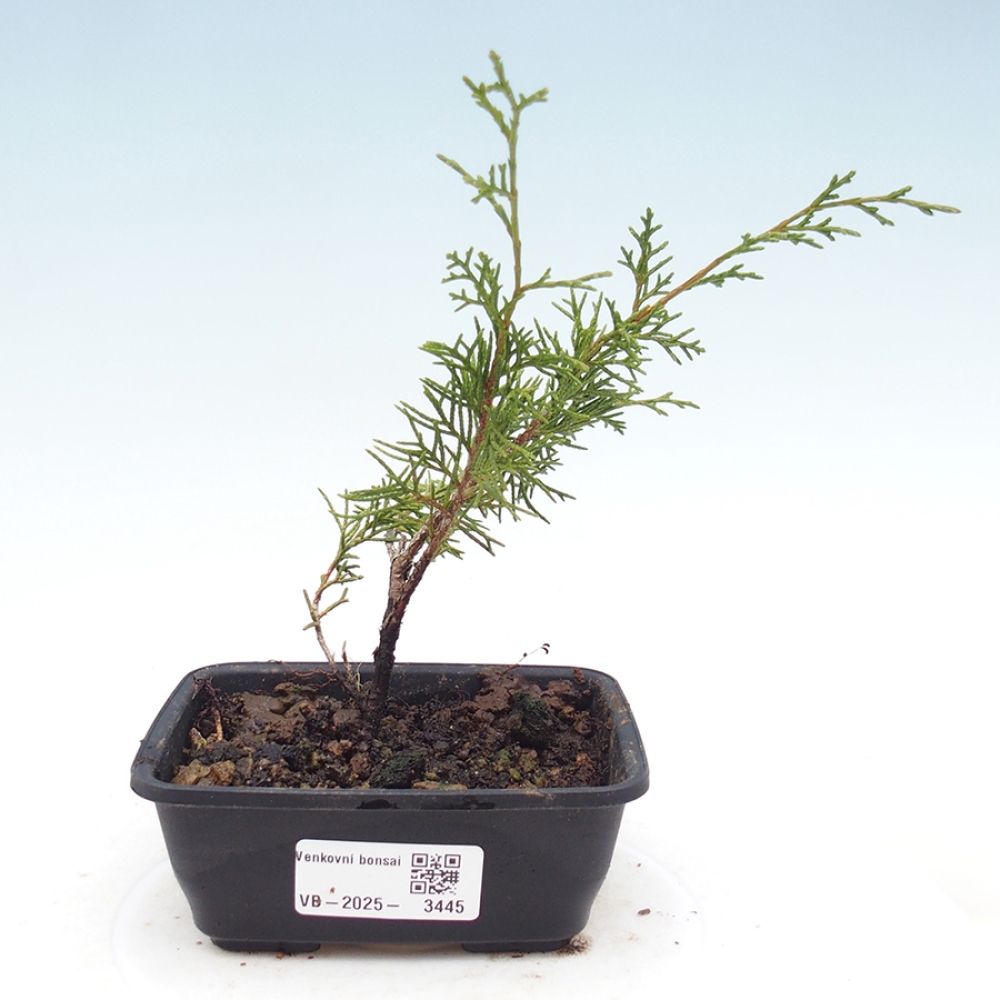 Vonkajší bonsaj - Juniperus chinensis Itoigawa
