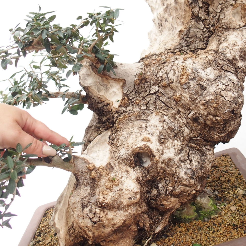 Izbová bonsai - Olea europaea sylvestris -Oliva evropská drobnolistá