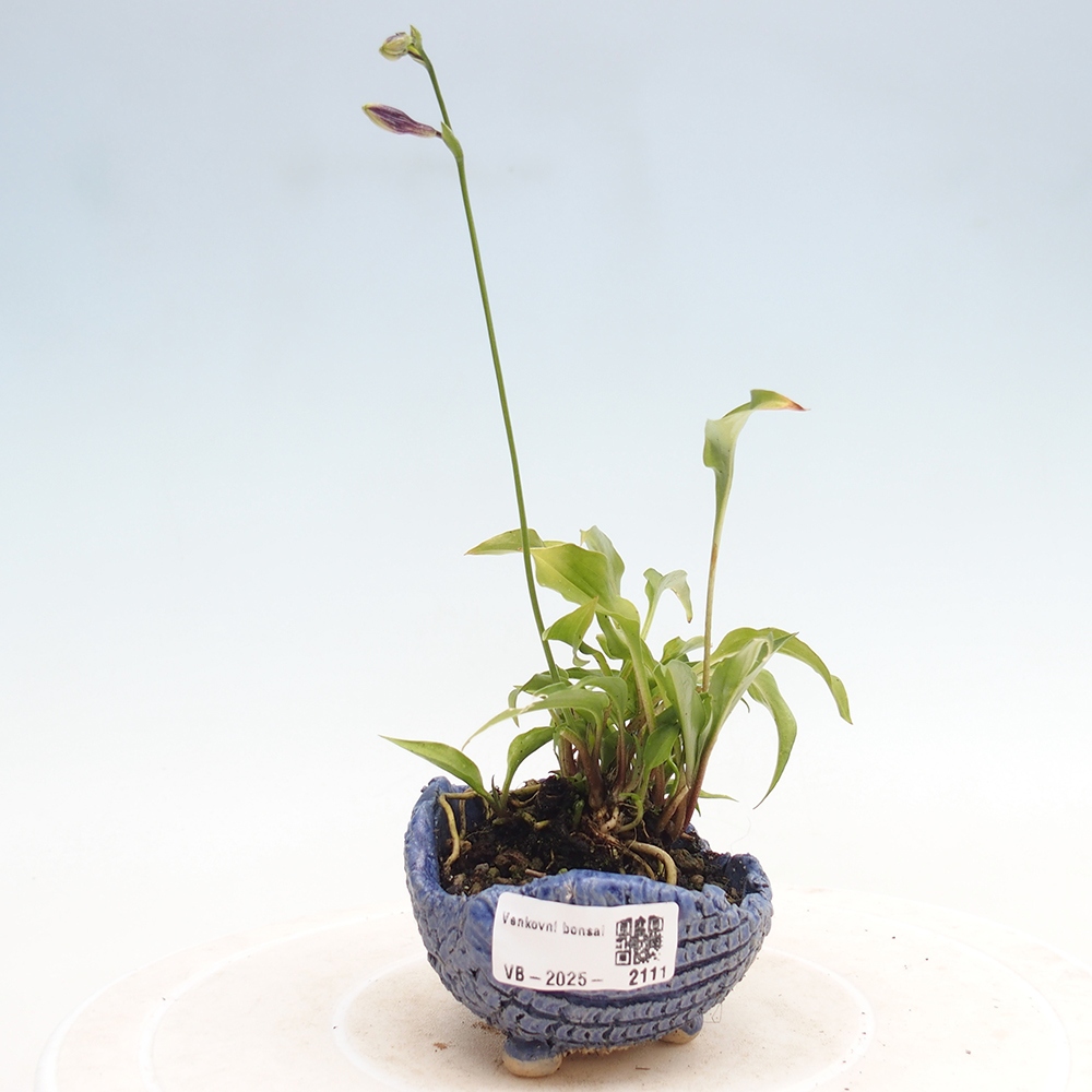 Vonkajšie bonsai - Mini Hosta - Bohyška