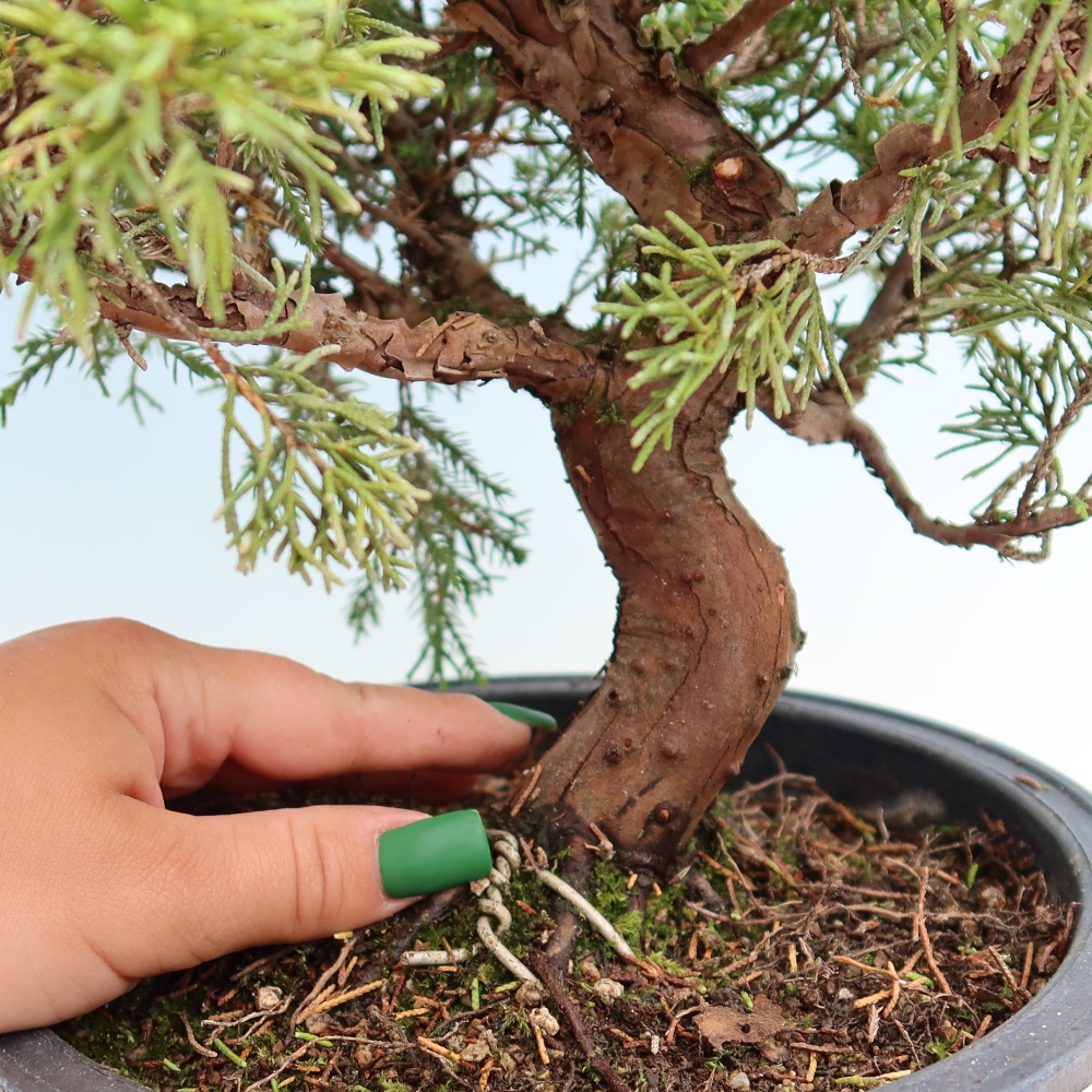 Vonkajší bonsai – Juniperus chinensis Itoigawa – čínsky jalovec