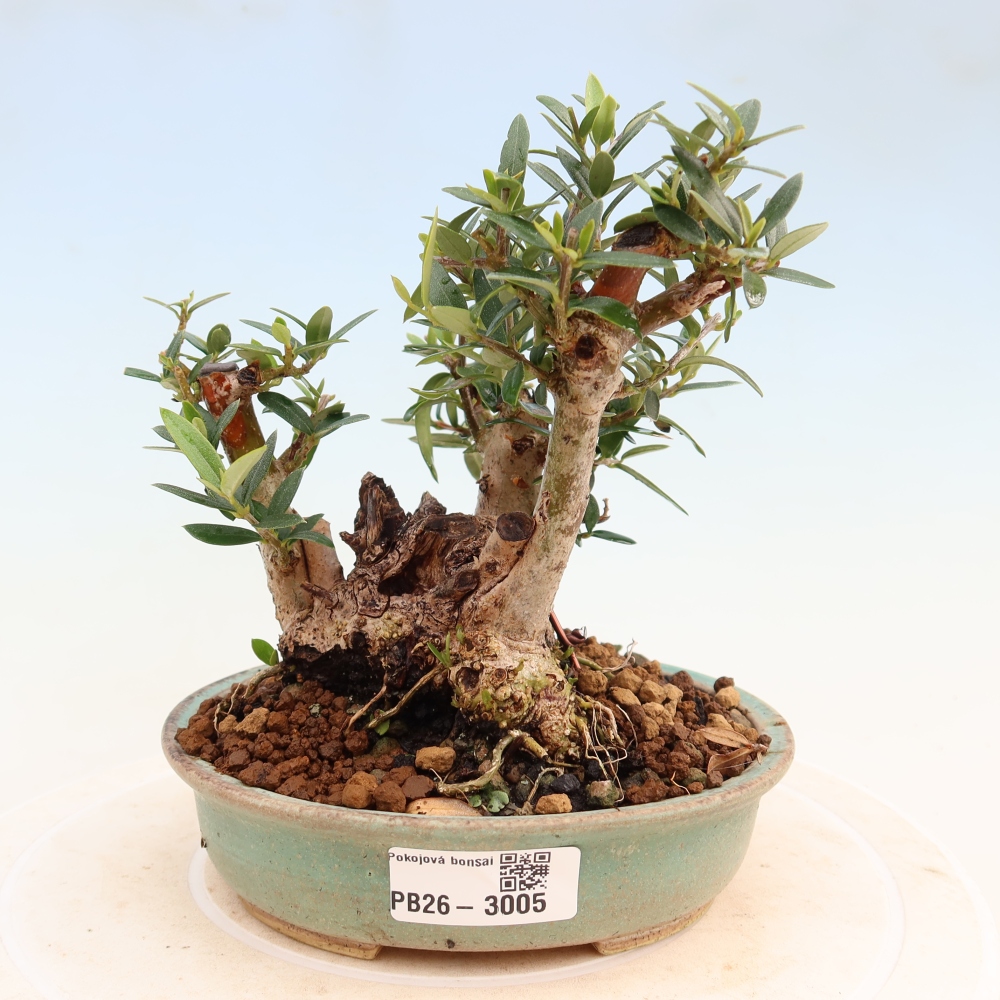 Izbový bonsaj - Olea europaea sylvestris