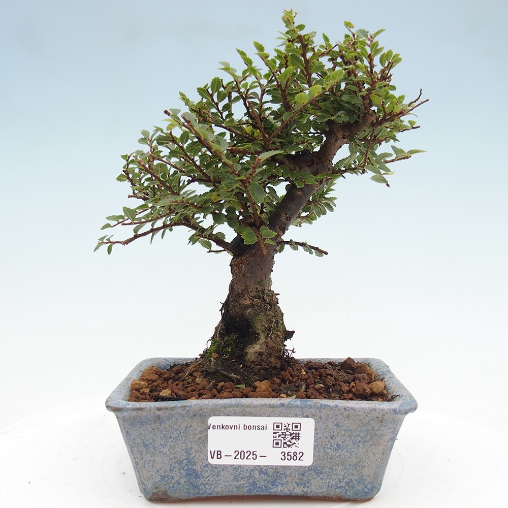 Vonkajší bonsai - Ulmus parvifolia Hokkaido - brest Čínsky