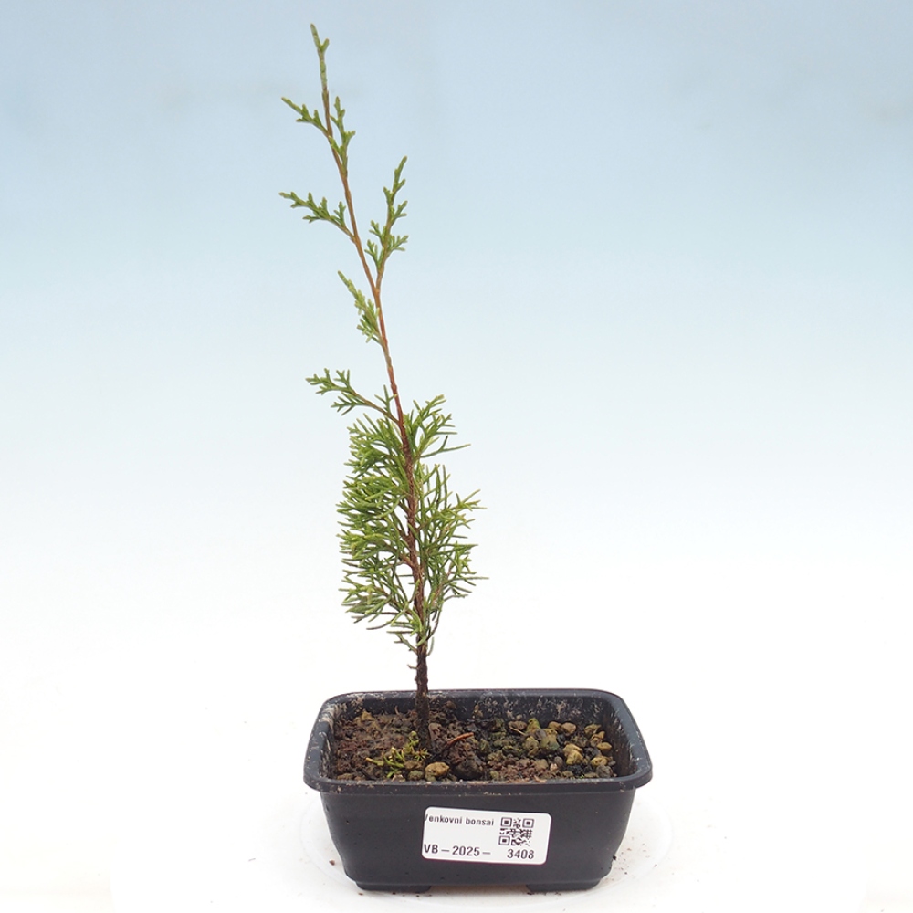 Vonkajší bonsaj - Juniperus chinensis Itoigawa