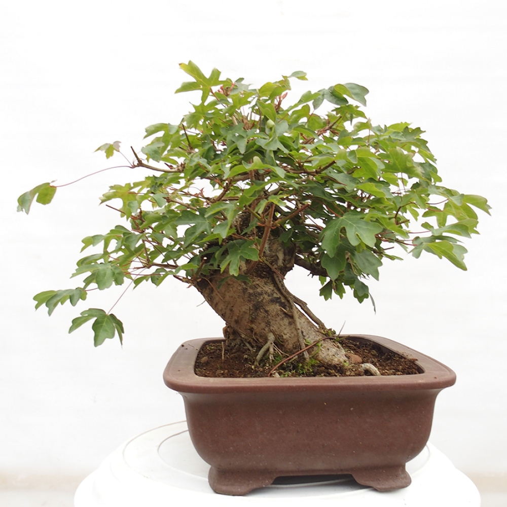 Vonkajší bonsai -Javor babyka - Acer campestre