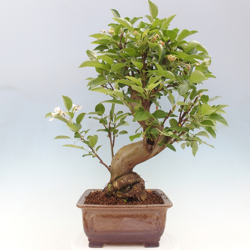 Vonkajší bonsai -Malus halliana - Maloplodá jabloň