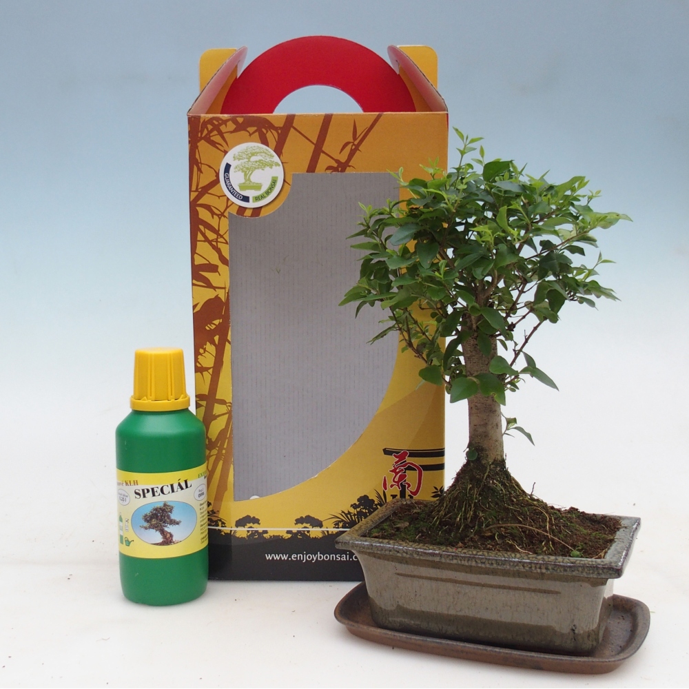 Izbový bonsaj v darčekovej krabici