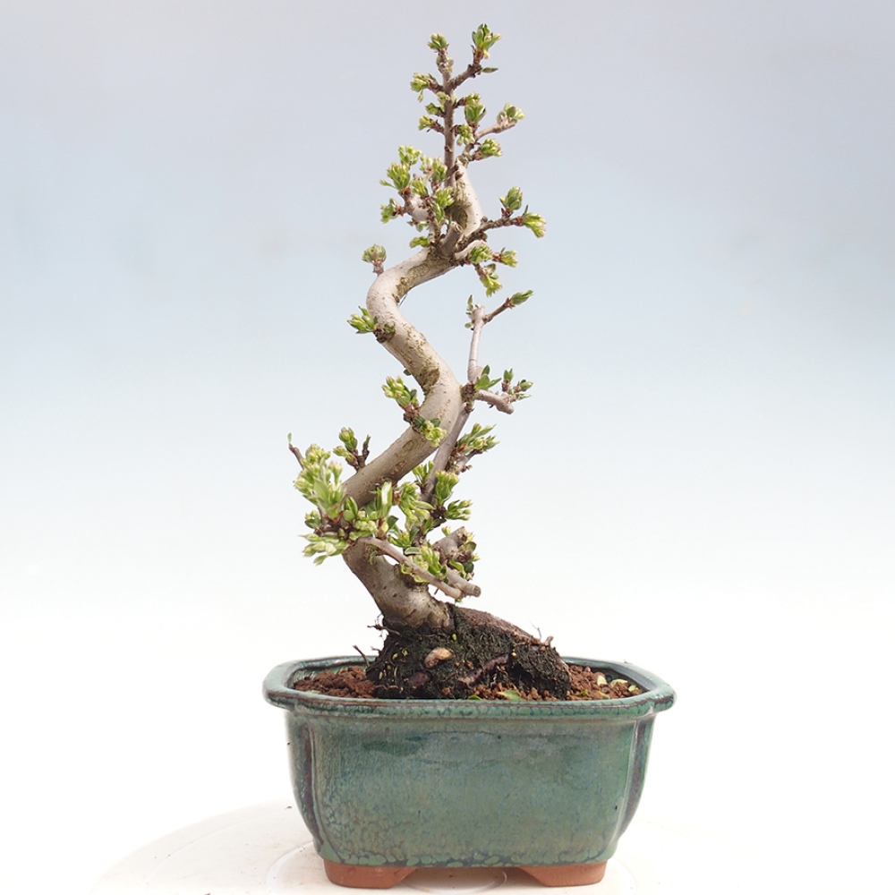 Vonkajšie bonsaje - Malus sargentii - Maloplodá jabloň