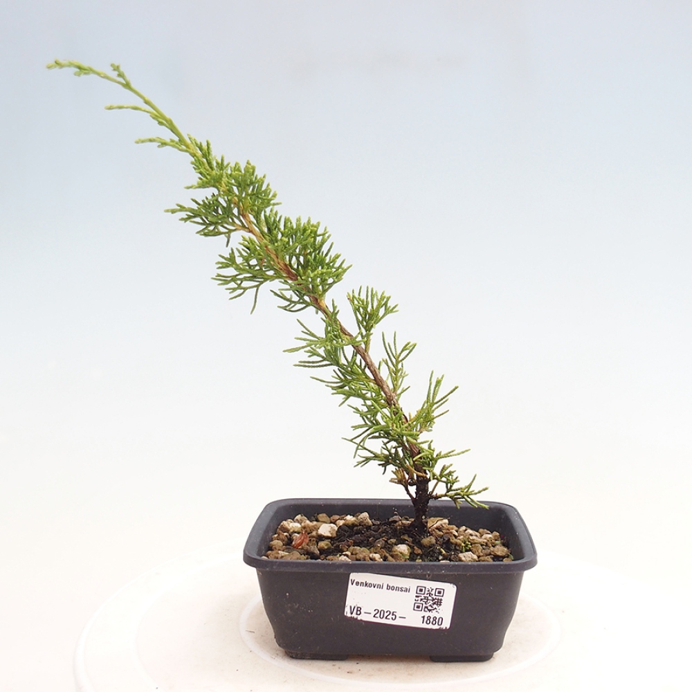 Vonkajší bonsai - Juniperus chinensis Itoigawa -Jalovec čínsky