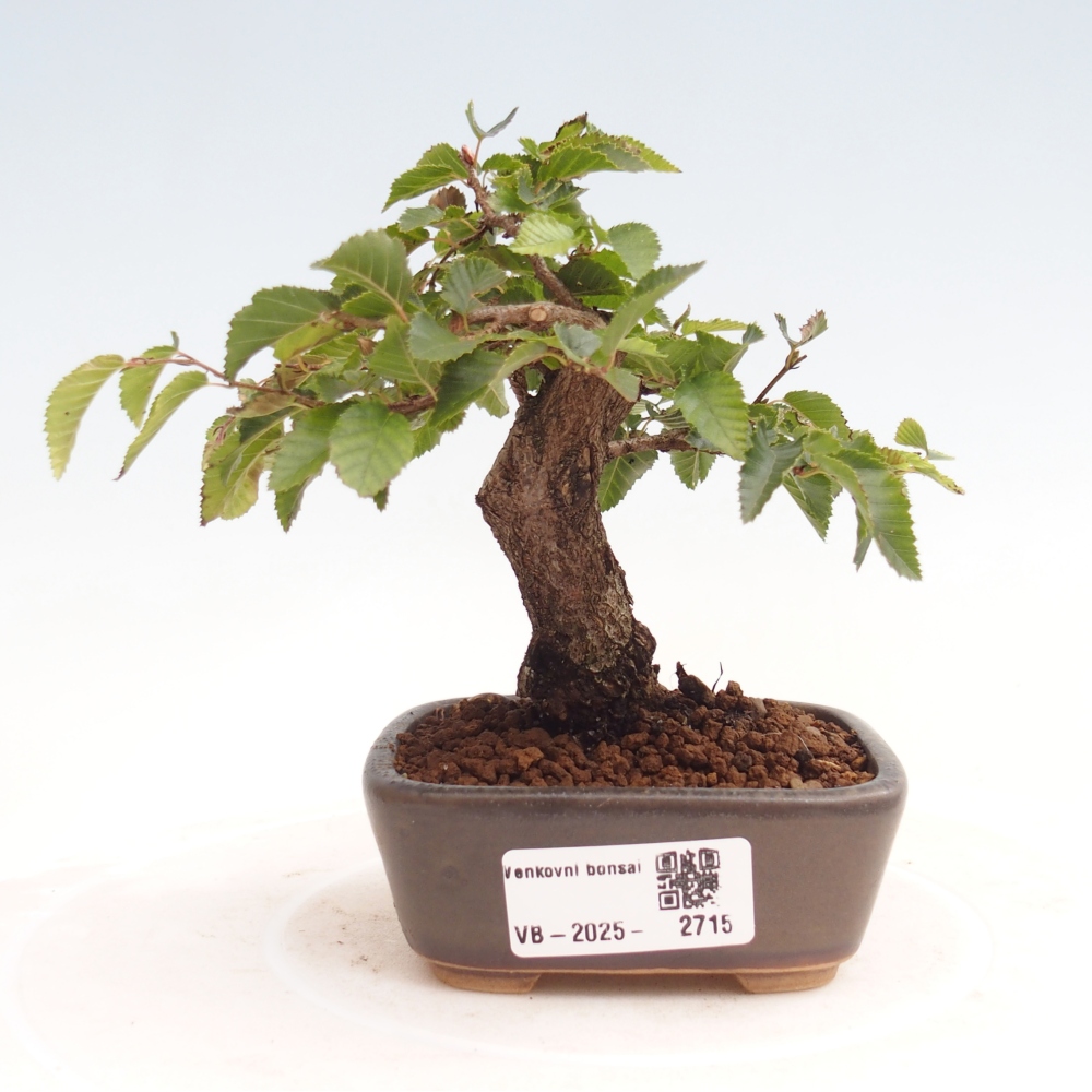 Vonkajší bonsai -Carpinus CARPINOIDES - Hrab kórejský