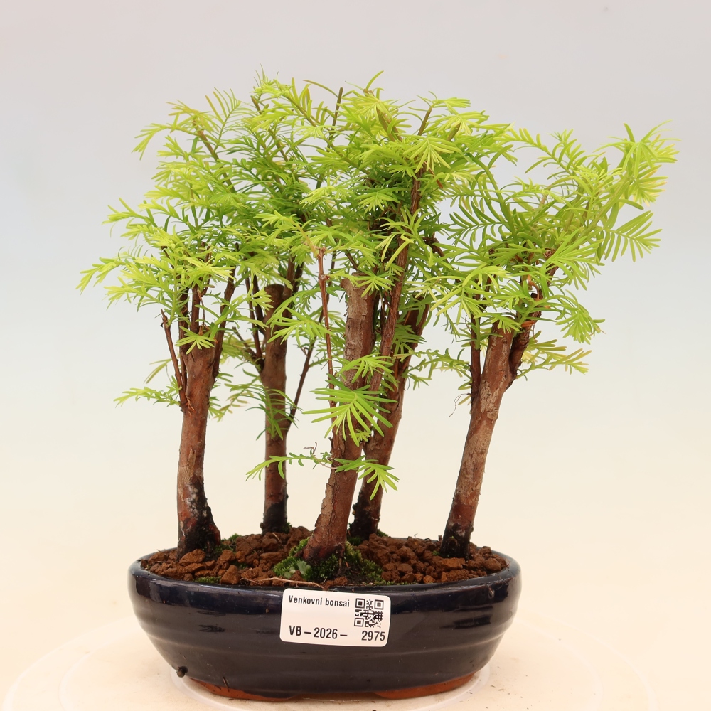 Vonkajší bonsai – Metasequoia glyptostroboides – čínska metasekvoja – hájik