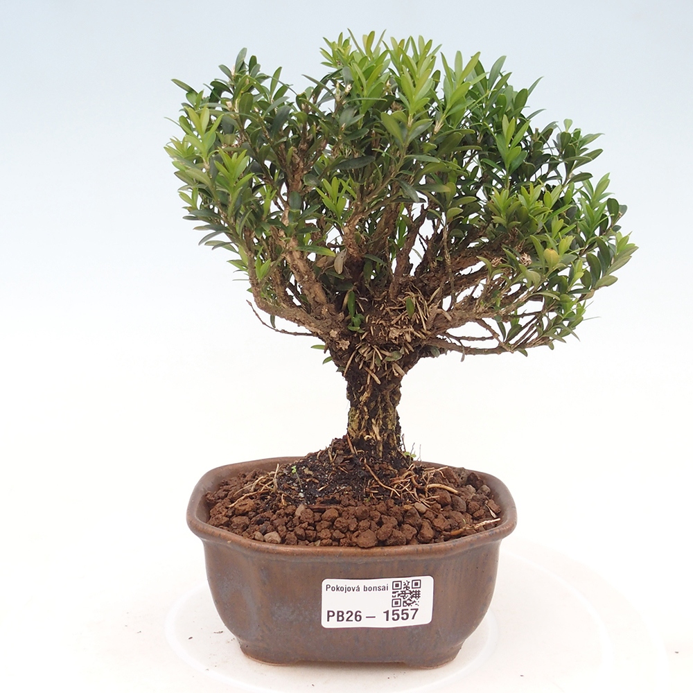 Izbové bonsaje - Buxus harlandii - korkový buxus