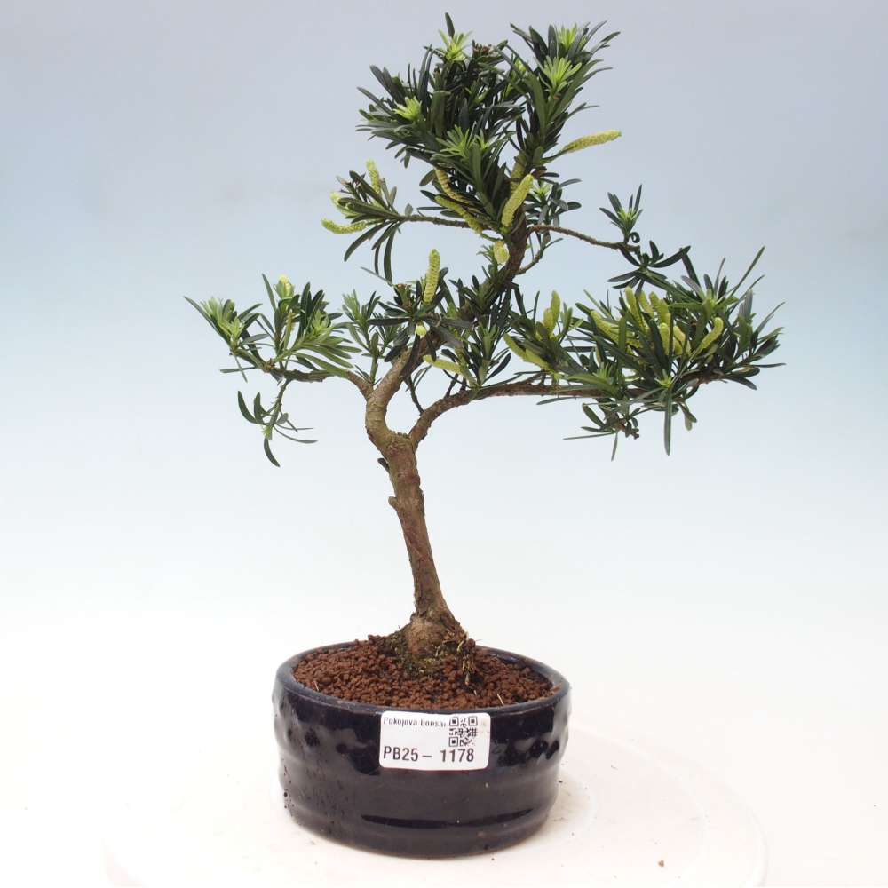 Izbová bonsai - Podocarpus - Kamenný tis