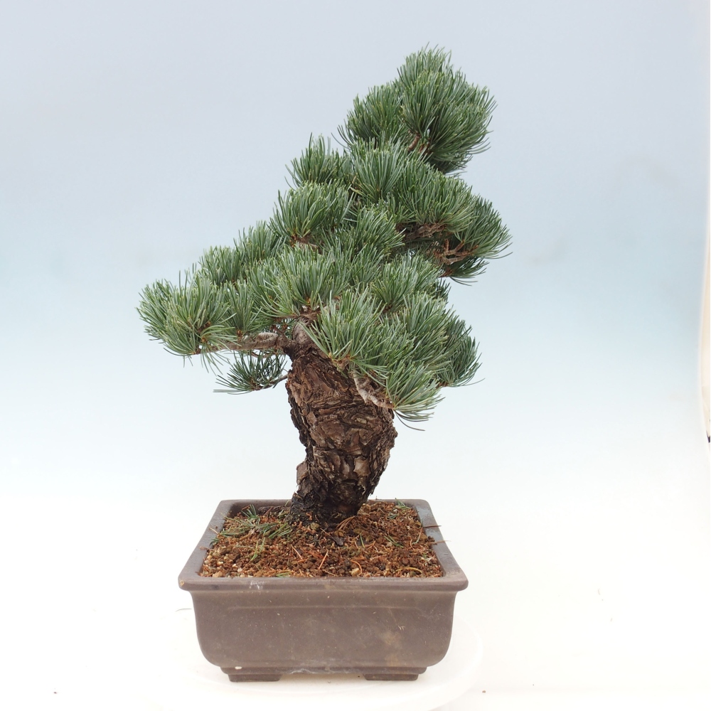 Vonkajšie bonsai - Pinus parviflora - Borovica drobnokvetá