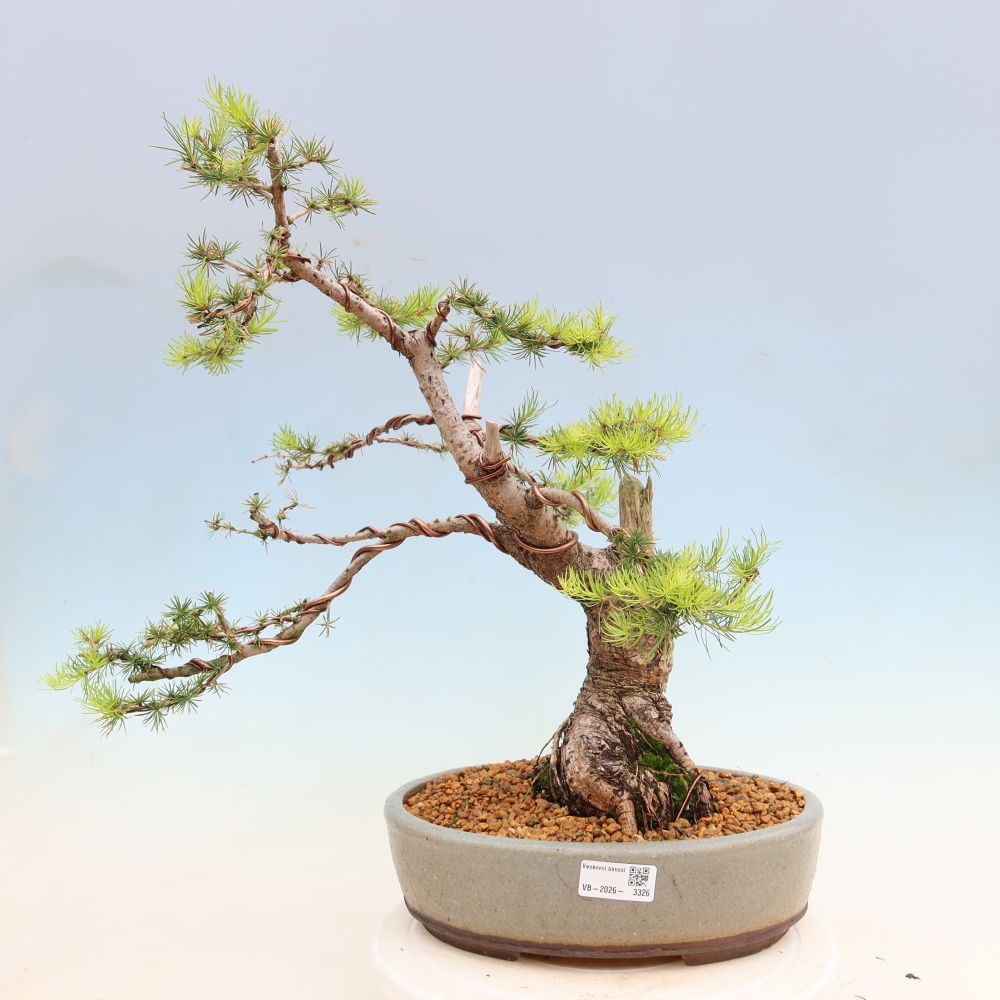 Vonkajšie bonsaje -Larix decidua - Smrekovec