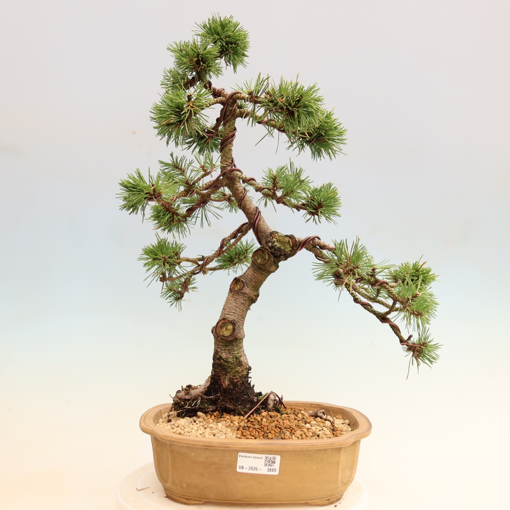 Vonkajšie bonsaje – Pinus mugo Humpy – borovica krivá