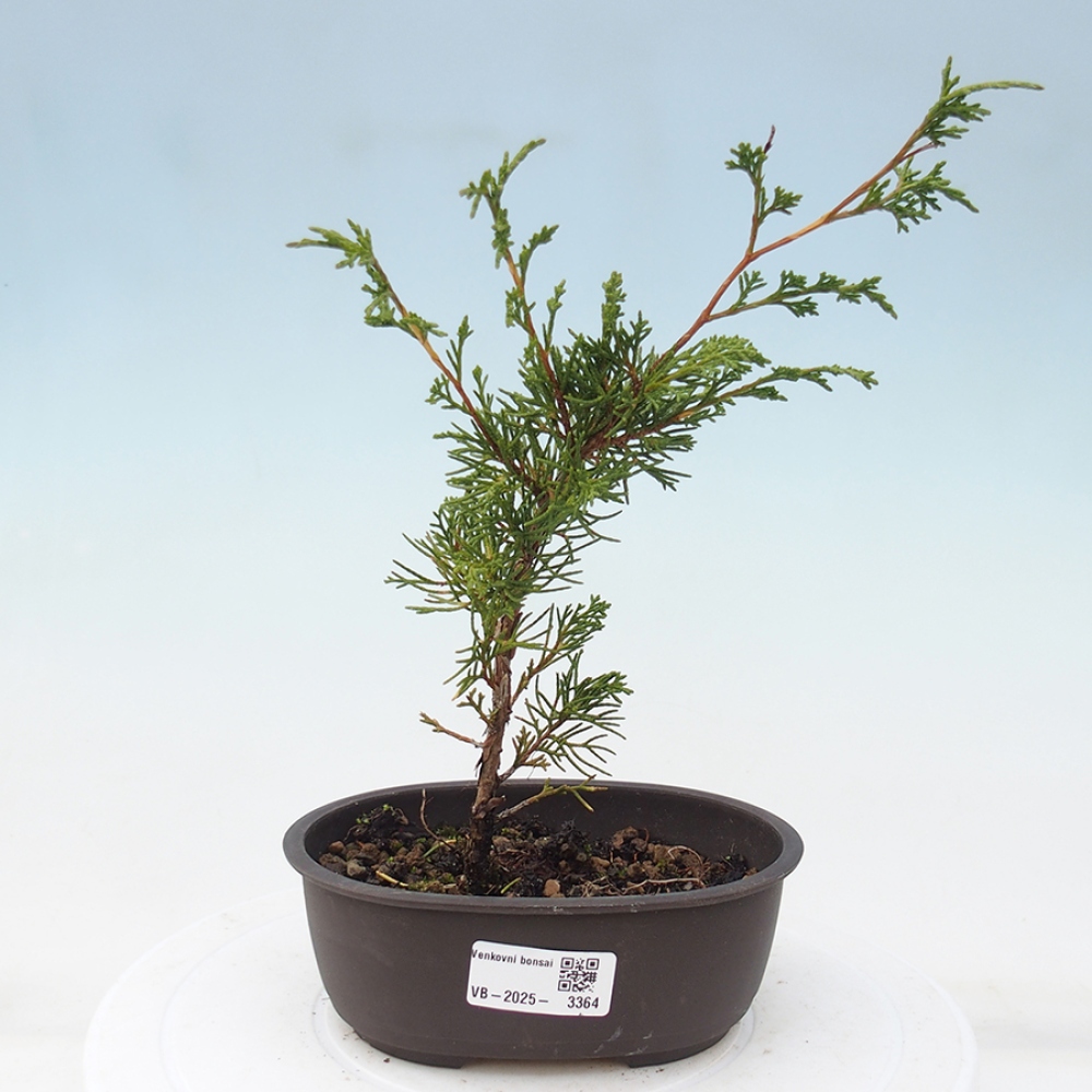 Vonkajší bonsai - Juniperus chinensis Itoigawa -Jalovec čínsky