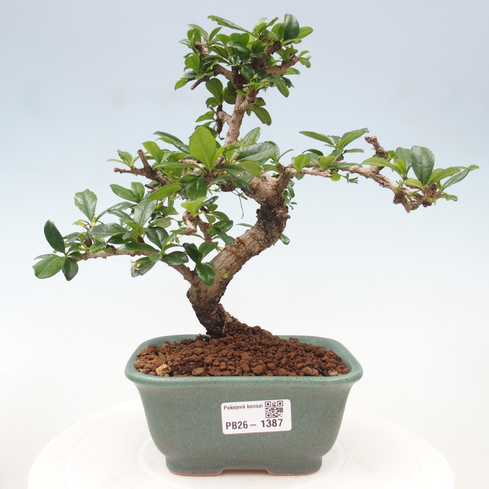 Izbové bonsaje - Carmona macrophylla - Tea fuki