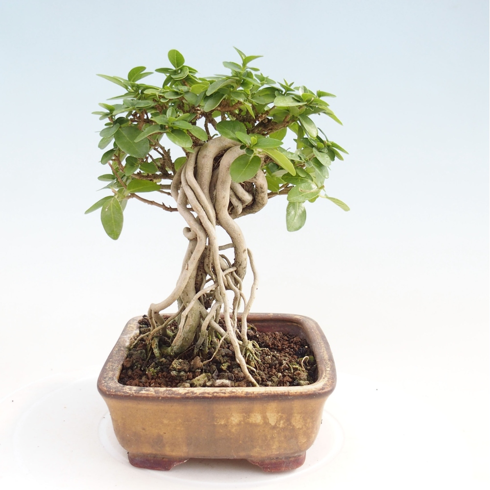 Izbová bonsai - Premna serratifolia - Kozlovoň malolistá
