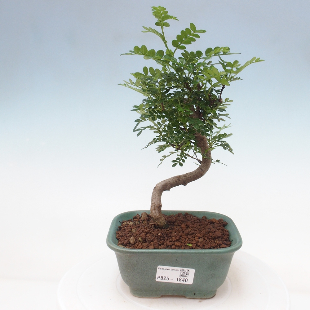 Izbová bonsai - Zantoxylum piperitum - piepor