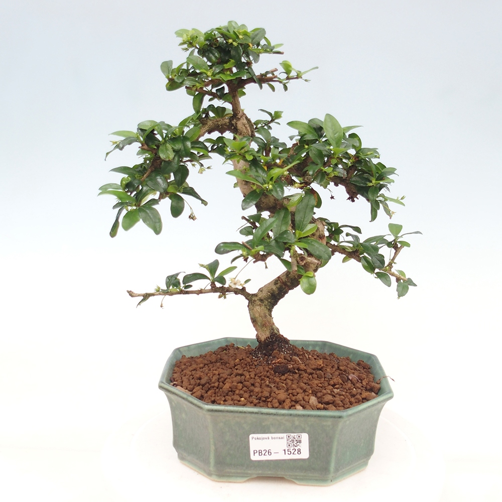 Izbové bonsaje - Carmona macrophylla - Tea fuki