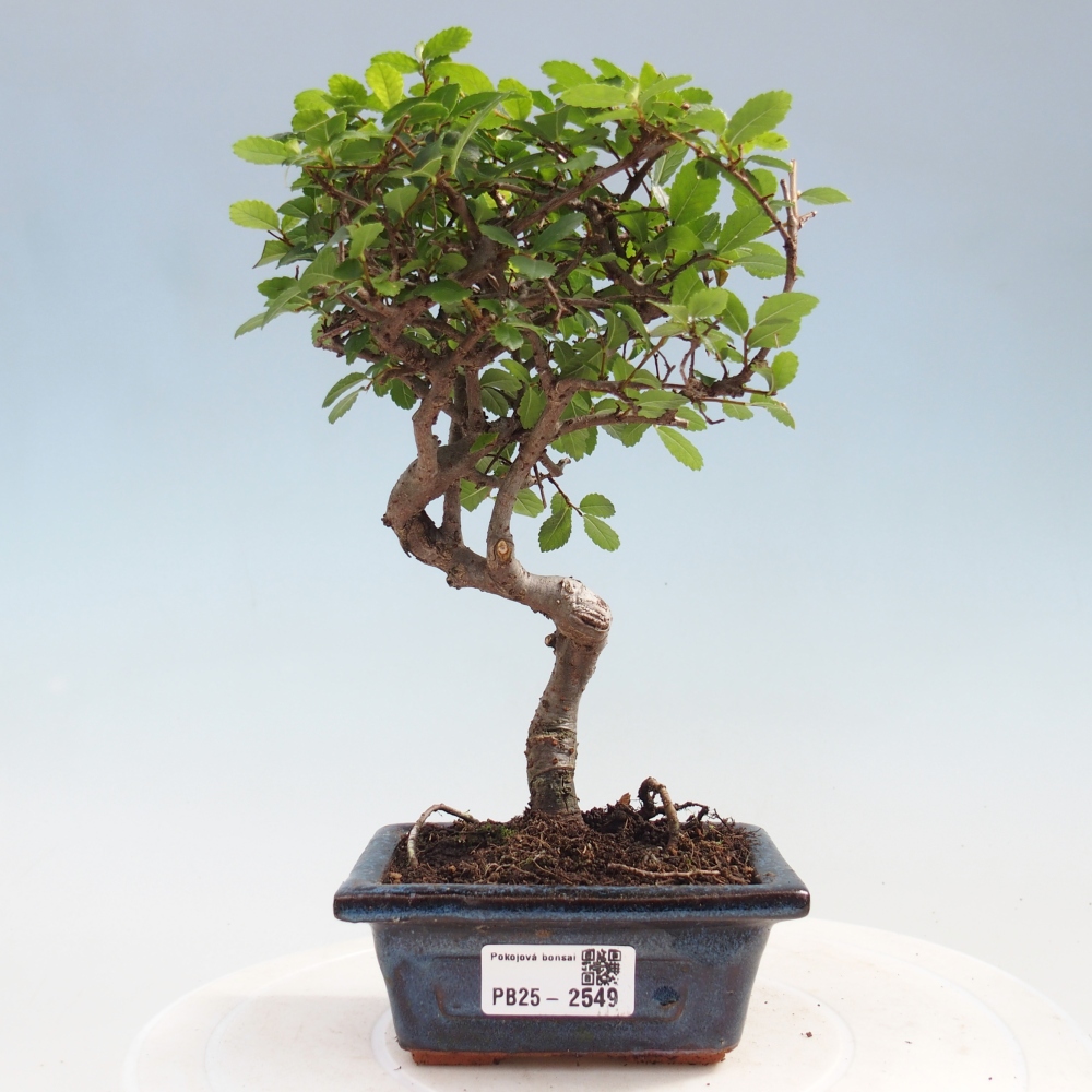 Izbová bonsai - Ulmus parvifolia - Malolistý jilm