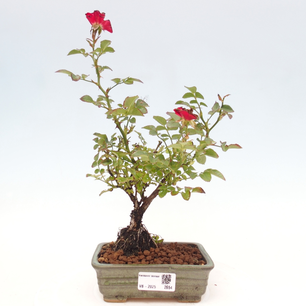 Vonkajší bonsai - Rosa Kordes - ruža