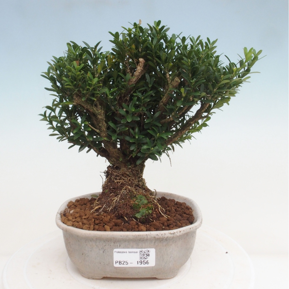 Izbová bonsai - Buxus harlandii - korkový buxus