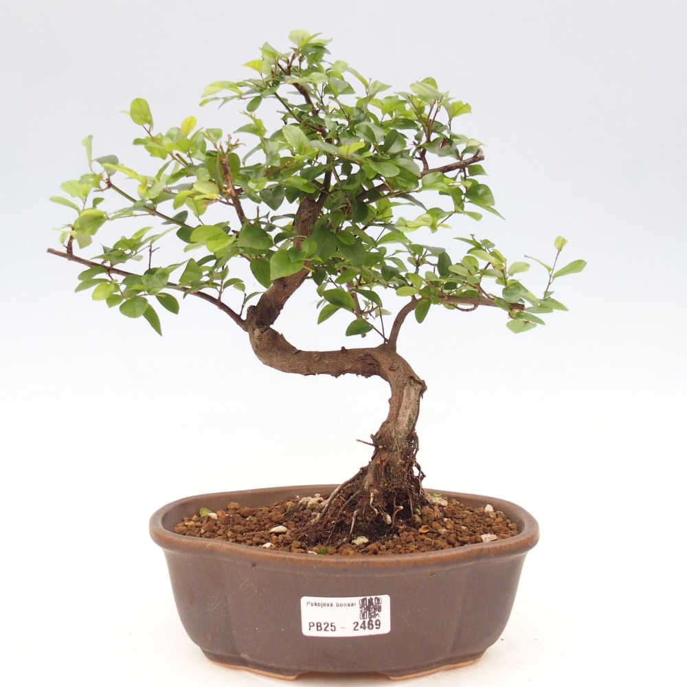 Izbová bonsai - Sagerécia thea - Sagerécia thea