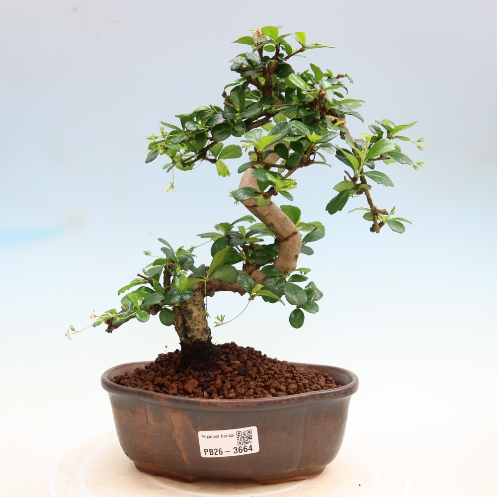 Izbové bonsaje - Carmona macrophylla - Tea fuki