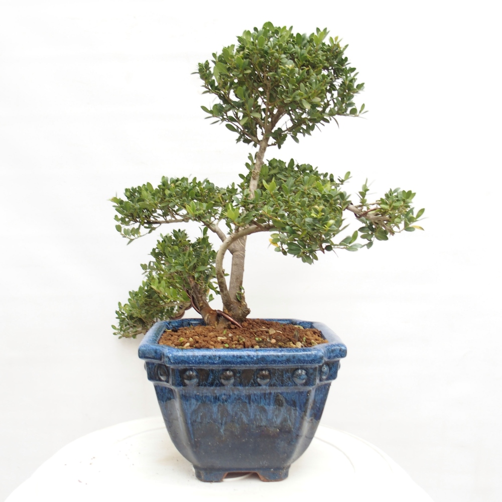 Izbová bonsai - Ilex crenata - Cezmína