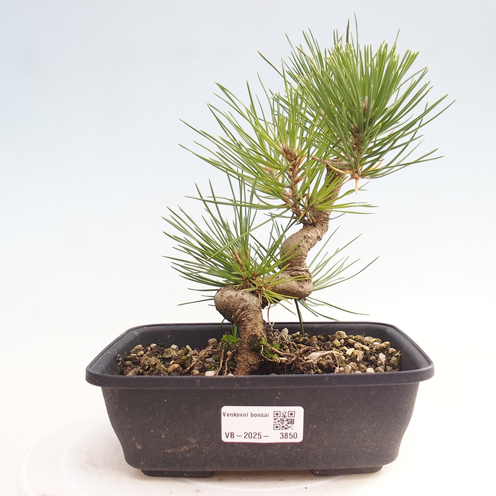 Vonkajšie bonsaje - Pinus thunbergii - borovica Thunbergova