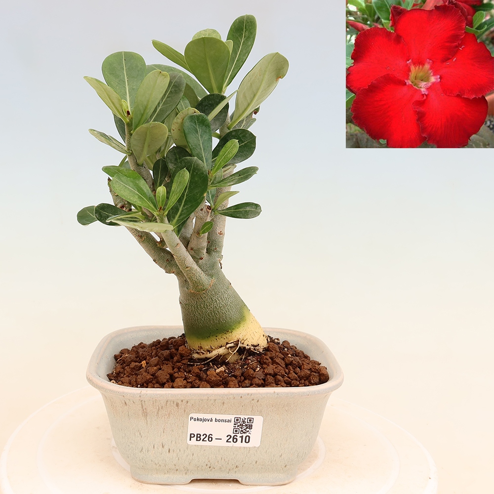 Izba bonsai – Adenium obesum Red Star – Púštna ruža