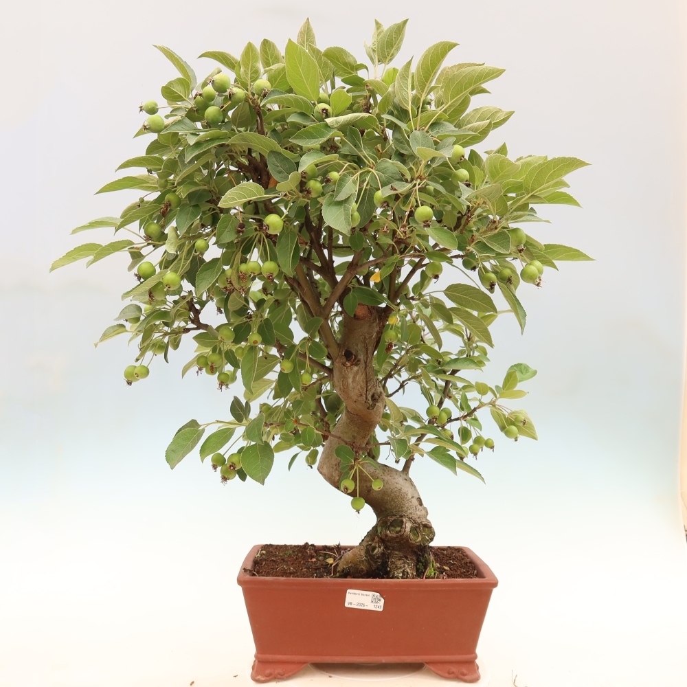 Vonkajšia bonsaj -Malus halliana - Malokvetá jabloň