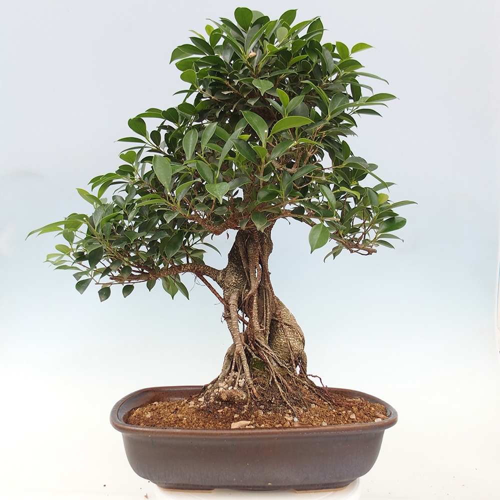 Izbový bonsaj - Ficus kimmen - drobnolistý fikus - len osobný odber alebo preprava na paletách